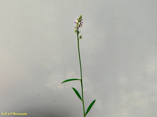 {Polygala ambigua}